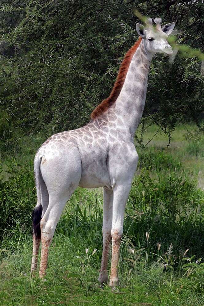 Girafa branca rara é encontrada na Tanzânia