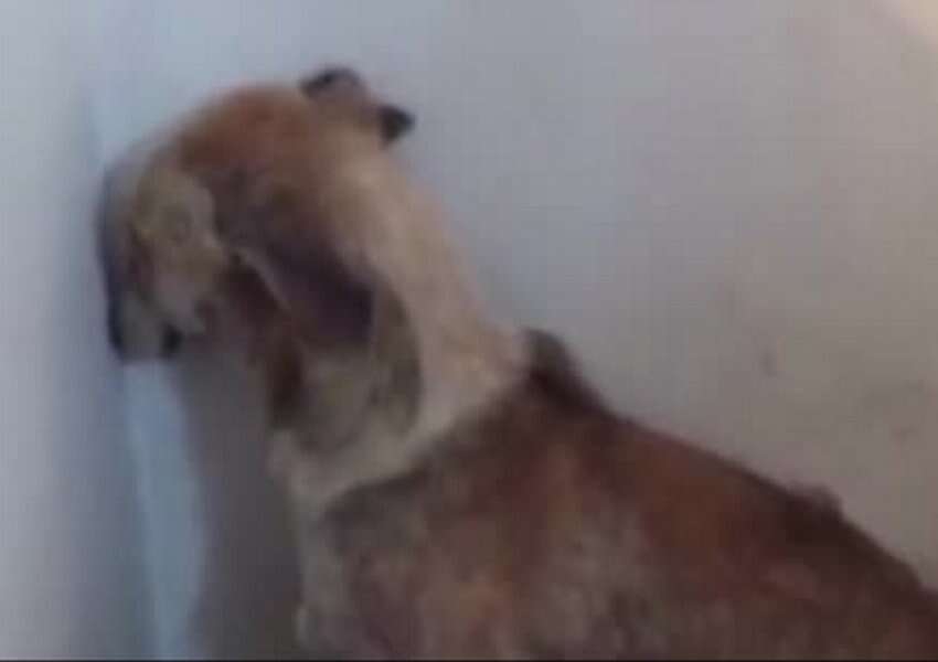Cadela traumatizada depois de ser abusada durante anos se recusa sair do lugar ao ser resgatada