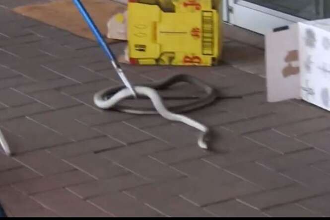 Cobra venenosa que poderia matar um humano em menos de 30 minutos causa pânico em clientes de shopping