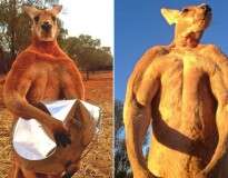 Canguru bombado de mais de 2 metros atrai atenção na internet com poses de fisiculturista