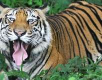 Turista sobrevive a ataque de tigre bengala se escondendo em árvore durante duas horas
