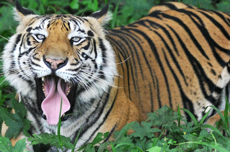 Turista sobrevive a ataque de tigre bengala se escondendo em árvore