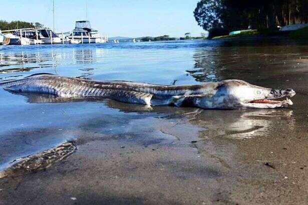 Criatura bizarra que se parece com mistura de crocodilo e golfinho intriga especialistas