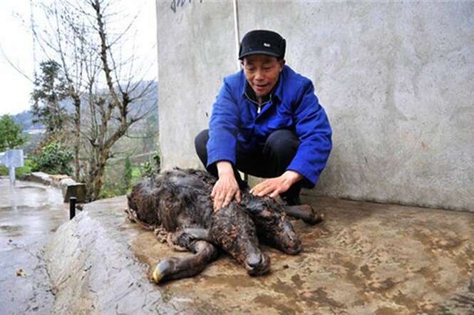 Vaca dá à luz bezerro de duas cabeças e intriga agricultores