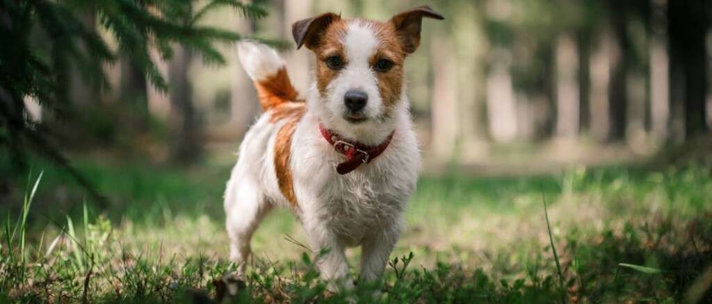 Cachorros mais motivados que você para entrar em forma