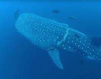 Vídeo: enorme tubarão-baleia entende que mergulhador estava lhe ajudando e aguarda imóvel até ser libertado de corda