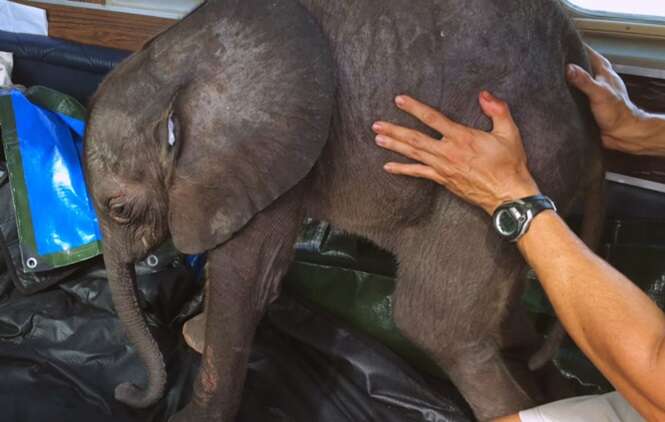 Bebê elefante abandonado ganha nova vida