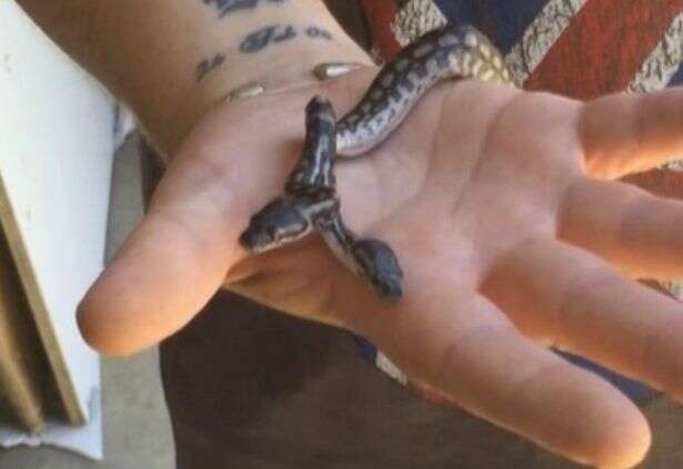 Criador de cobra fica perplexo após seu réptil dar à luz um filhote de duas cabeças