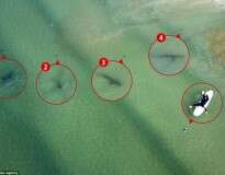 Piloto captura imagem impressionantes de surfista nadando ao lado de 5 tubarões sem perceber perigo