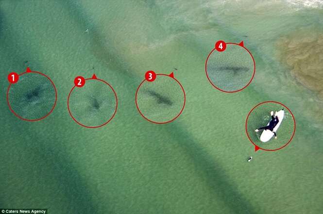 Piloto captura imagem de surfista nadando ao lado de 5 tubarões