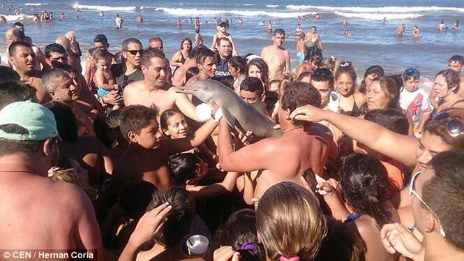 Filhote de golfinho morre após ser retirado do mar por banhistas que queriam fazer selfies