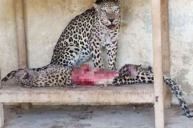Leopardo come animal da mesma espécie em zoológico