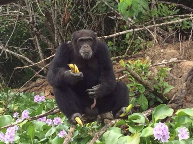 Chimpanzé abandonado em ilha após ser usado como cobaia abraça mulher após receber visita