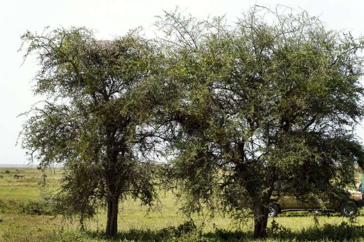 Você consegue encontrar o leopardo escondido nesta imagem?