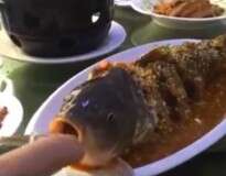 Vídeo: peixe fatiado volta à vida ao ser servido em restaurante