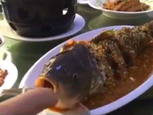Peixe fatiado volta à vida ao ser servido em restaurante