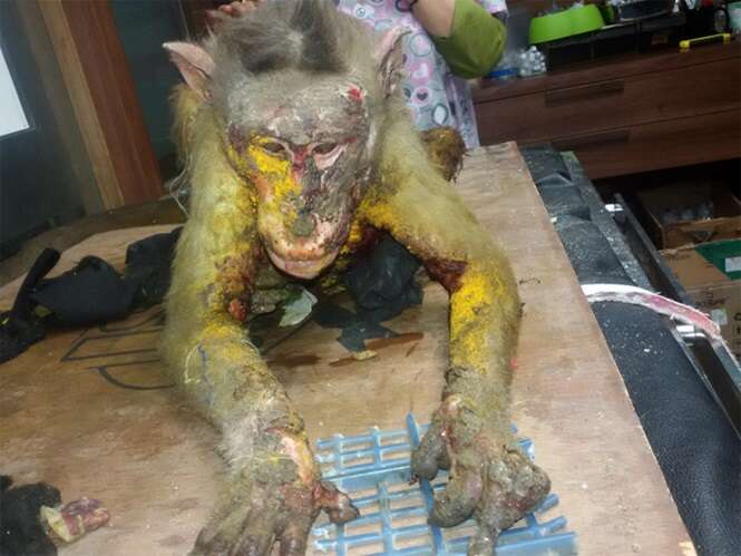 Macaco morre após ter seu corpo encharcado por ácido