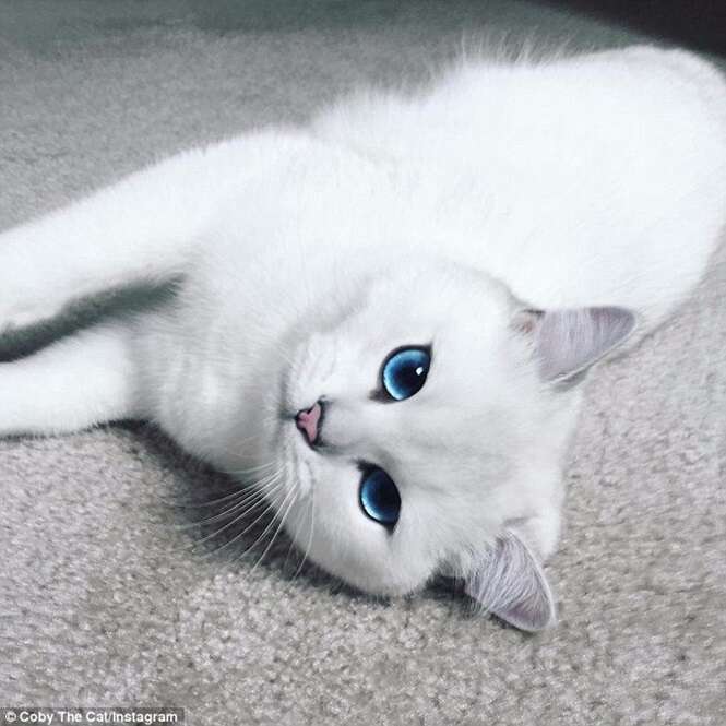 Gato perfeito faz sucesso nas redes sociais exibindo seus lindos olhos azuis