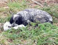Homem encontra cadela abandonada chorando ao lado de filhotes mortos dentro de sacola