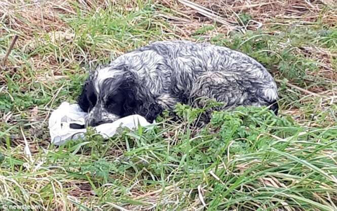 Homem encontra cadela abandonada chorando ao lado de filhotes mortos