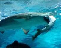 Vídeo incrível flagra momento em que tubarão engole outro em aquário na China