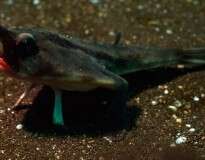 Peixe com pernas é fisgado em rio da Tailândia e intriga pescadores