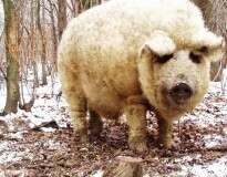 Conheça o raro tipo de porco doméstico que se parece com uma ovelha