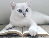 Gato perfeito faz sucesso nas redes sociais exibindo seus lindos olhos azuis