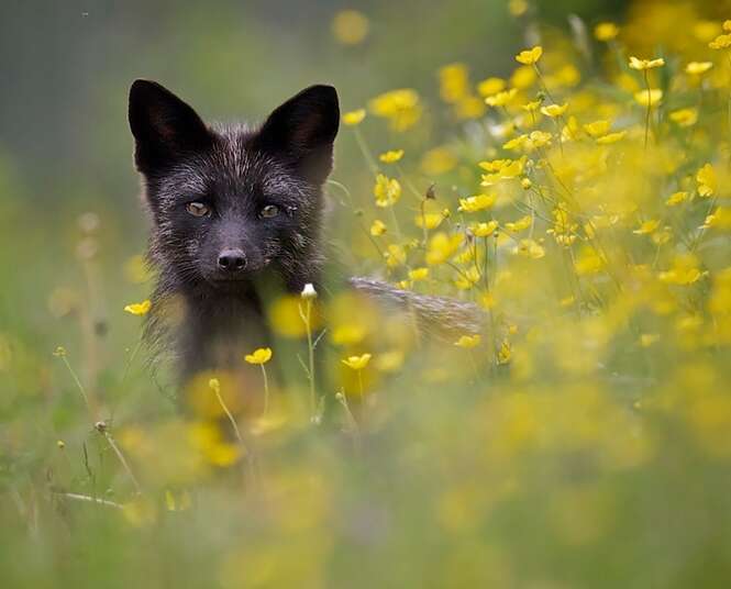 Foto: BoredPanda