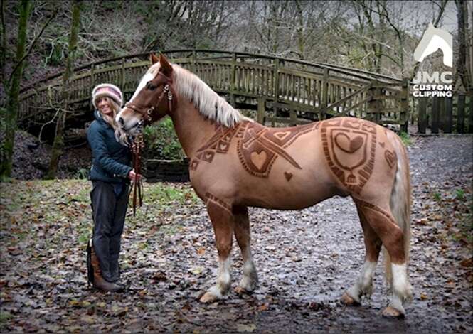 Foto: Facebook / JMC Equestrian Driving & Custom Clipping 