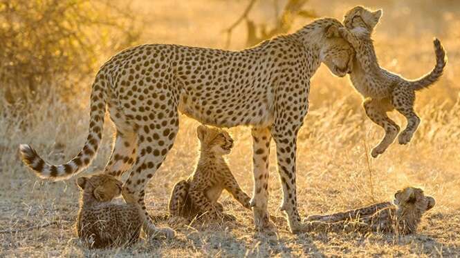 Lindas fotos de mamães e filhotes no reino animal