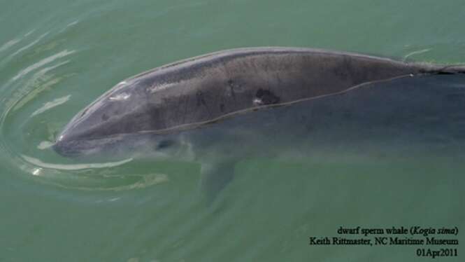 Foto: marinebio