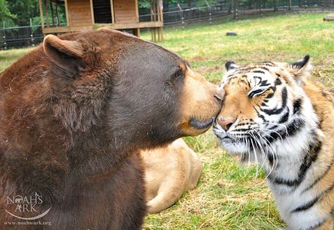 Foto: BoredPanda