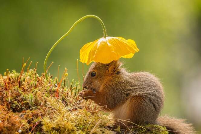 Foto: Geert Weggen