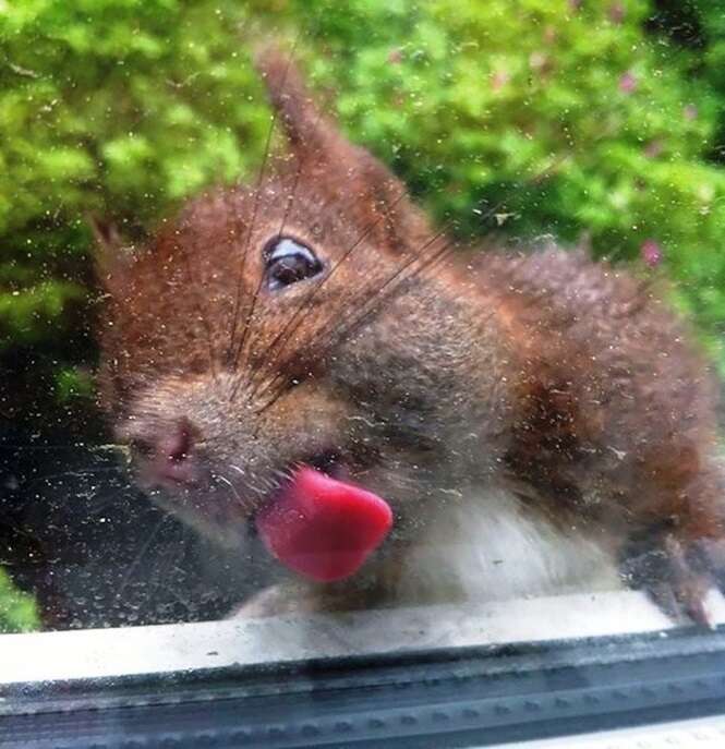 Fotos adoráveis de animais lambendo o vidro de janelas