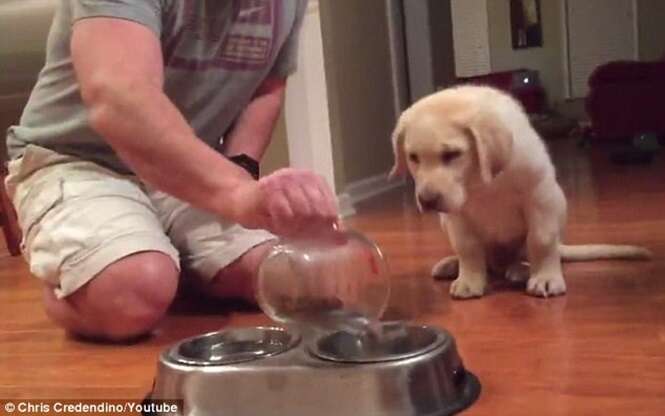 Vídeo de cão orando antes de comer sua refeição faz enorme sucesso na web