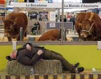 Foto de vaca surpresa ao ver fazendeiro dormindo sobre seu feno bomba na internet