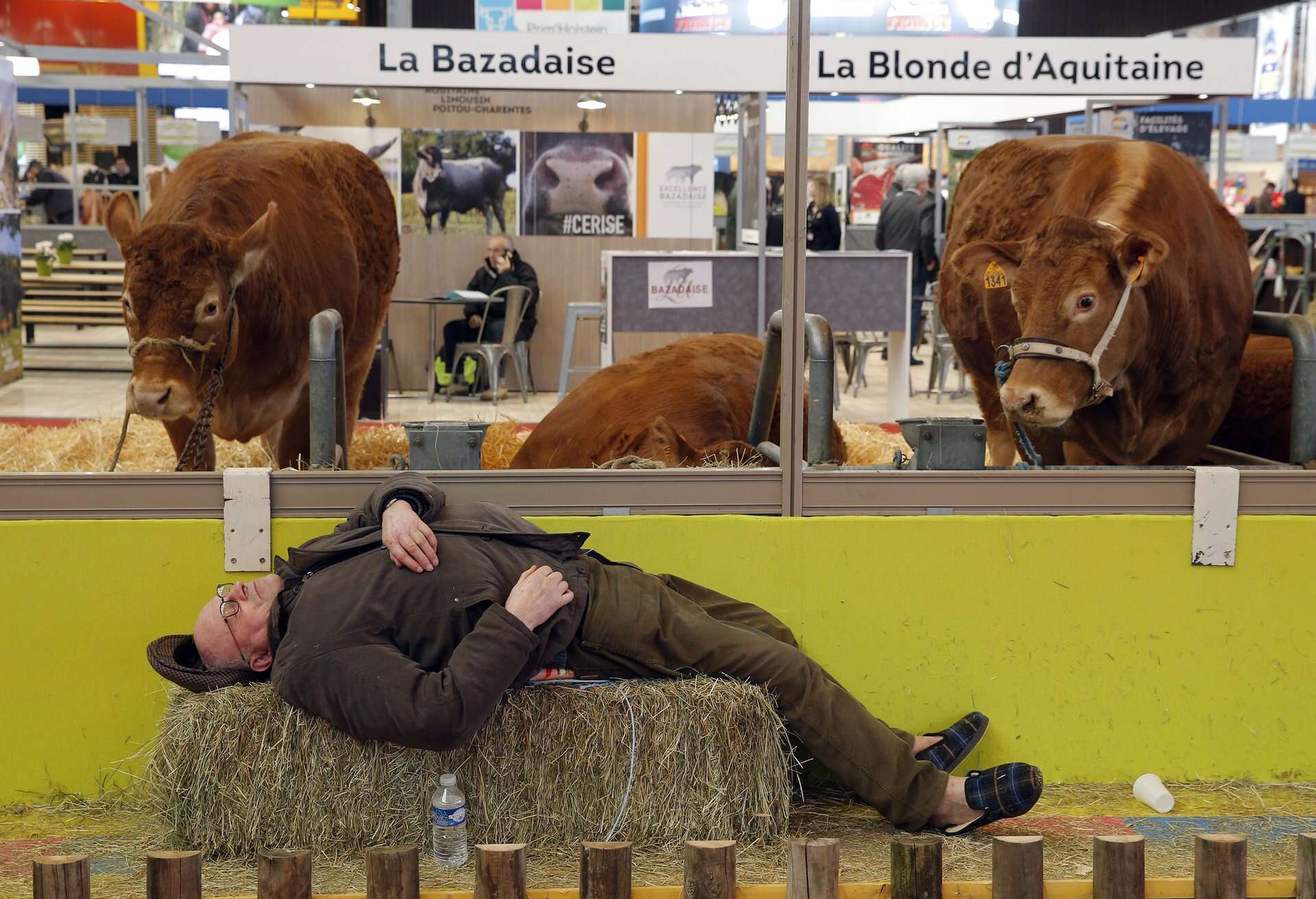 Foto de vaca surpresa ao ver fazendeiro dormindo sobre seu feno bomba na web 