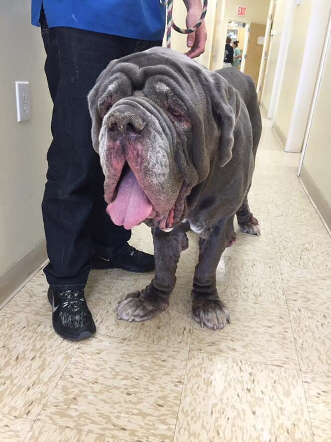 Cão quase é sacrificado por ter aparência considerada assustadora