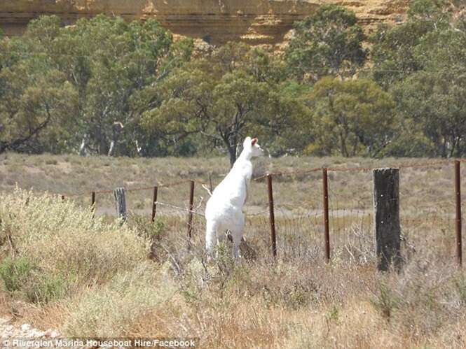 Raro canguru branco é encontrado na Austrália