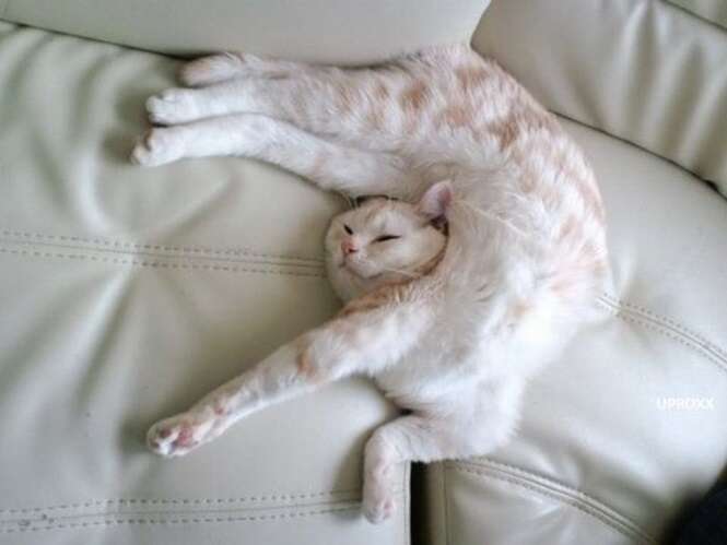 Fotos provando que gatos dormem em qualquer posição