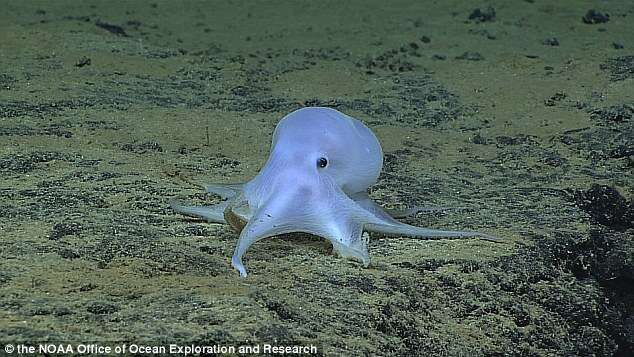 Polvo fantasma é descoberto nas profundezas do mar