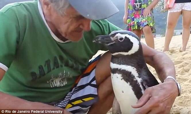 Pinguim viaja 3 mil quilômetros anualmente para se encontrar com homem que o salvou da morte