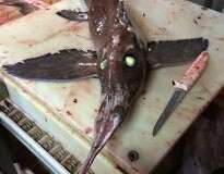 Peixe alienígena de olhos verdes brilhantes intriga pescador após ser capturado no Canadá