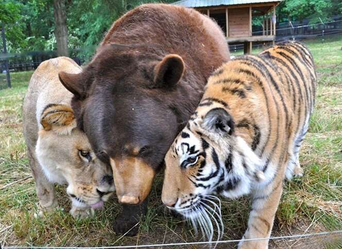 Urso, leão e tigre demonstram que é possível existir amizade entre espécies