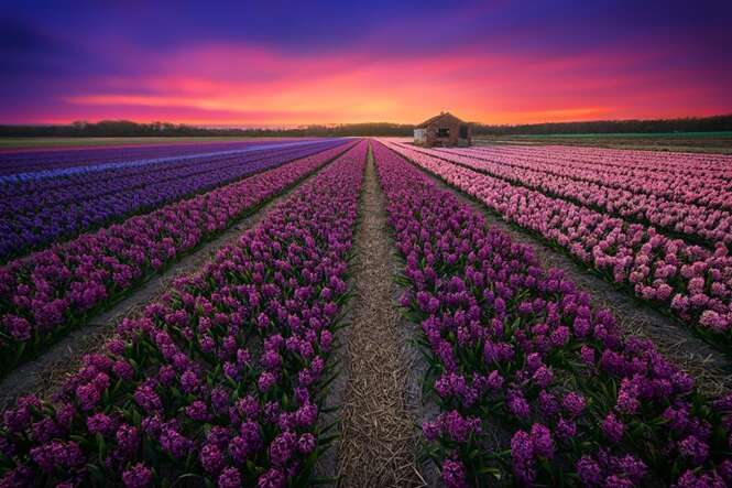 Fotos que vão fazer você querer visitar a Holanda