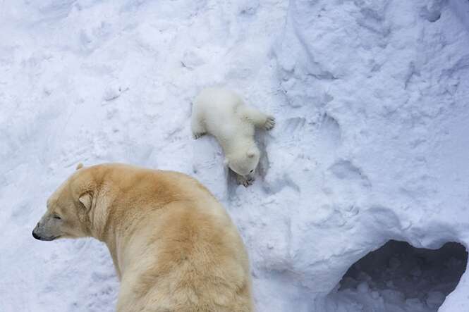 Mamãe ursa é fotografada brincando com seu bebê