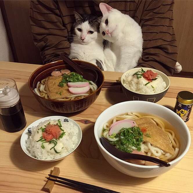 Casal de gatinhos é fotografado em belos momentos na mesa de jantar