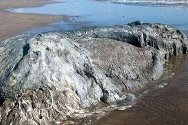 Criatura misteriosa surge em praia mexicana e intriga especialistas