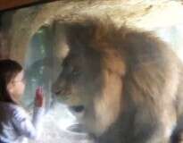 Vídeo: menina tenta beijar leão em zoológico e é surpreendida por reação violenta do animal